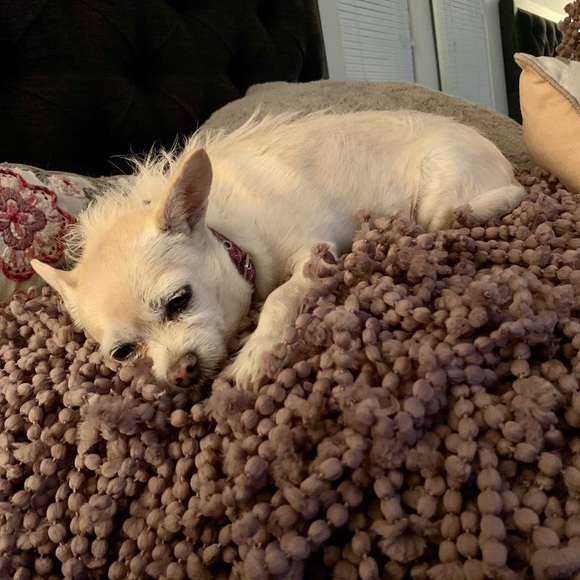 Paws of Love - Picture 5 of 7